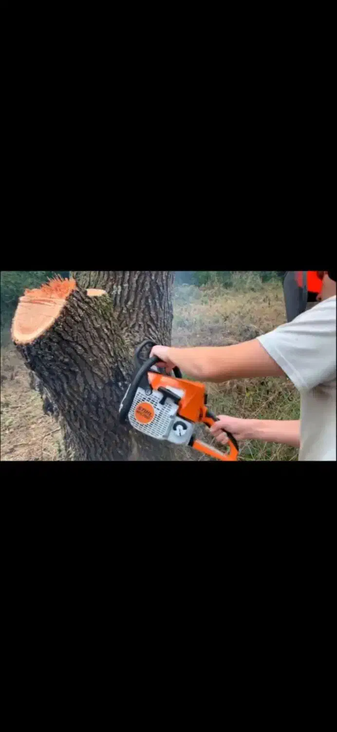 هرس کاری درخت|خدمات باغبانی و درختکاری|شادگان, |دیوار