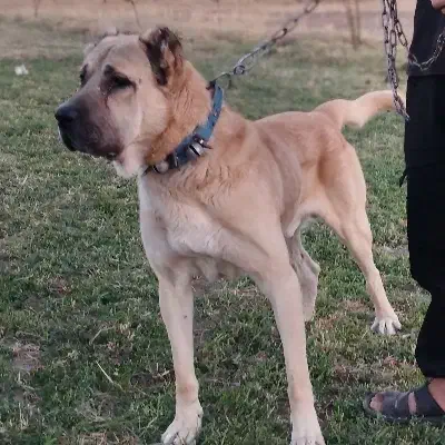 سگ سرابی|سگ|بیرانوند, |دیوار