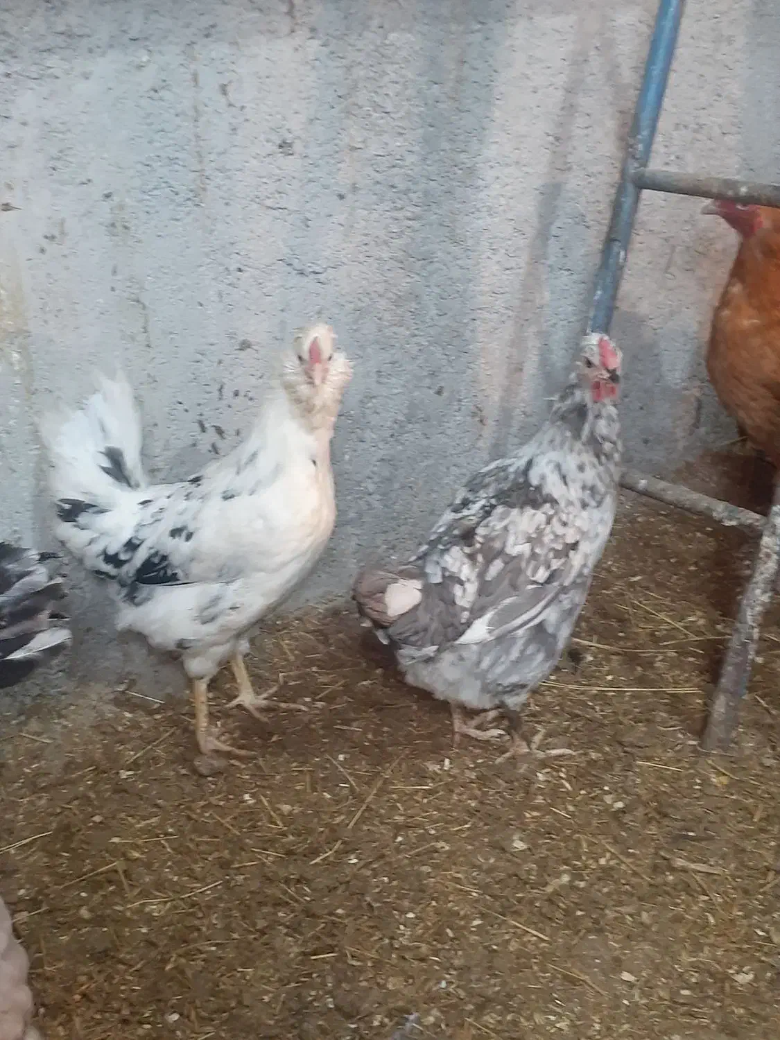 تخم مرغ گلین|حیوانات مزرعه|دهگلان, |دیوار