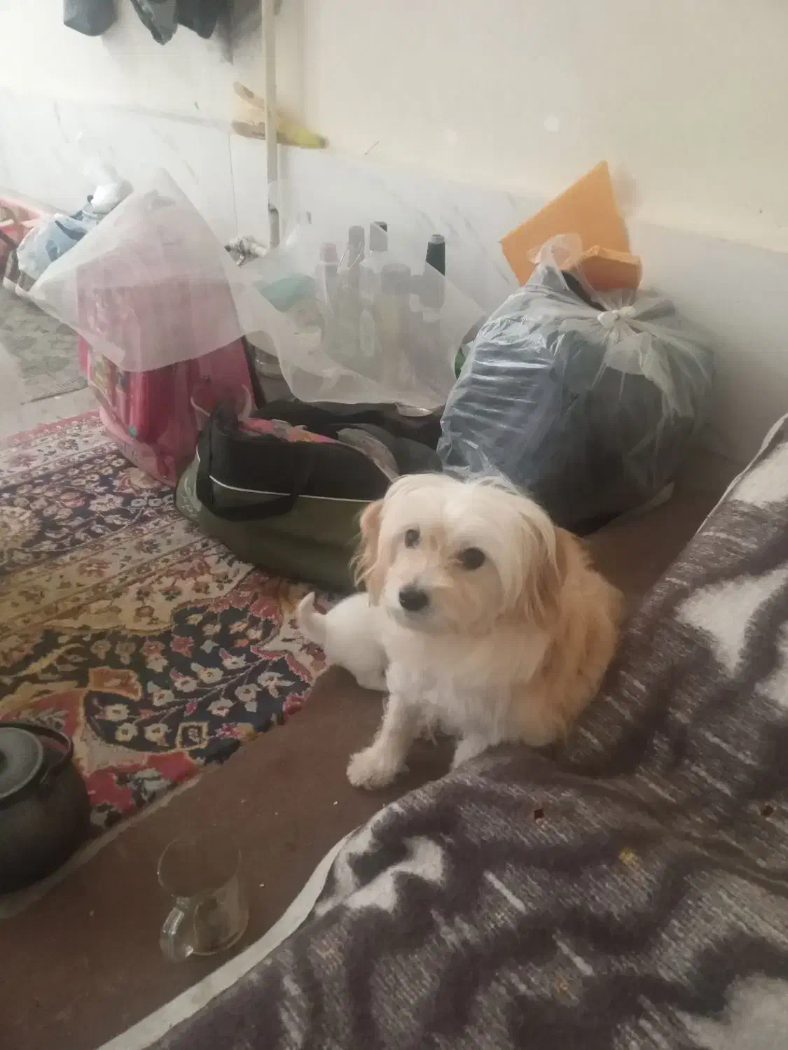 دو عدد سگ شیردوز خارجی|سگ|محمدیه-قزوین, |دیوار