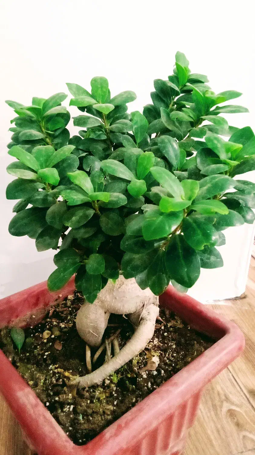 بونسای خاص|گل و گیاه طبیعی|اهواز, کوی باهنر|دیوار