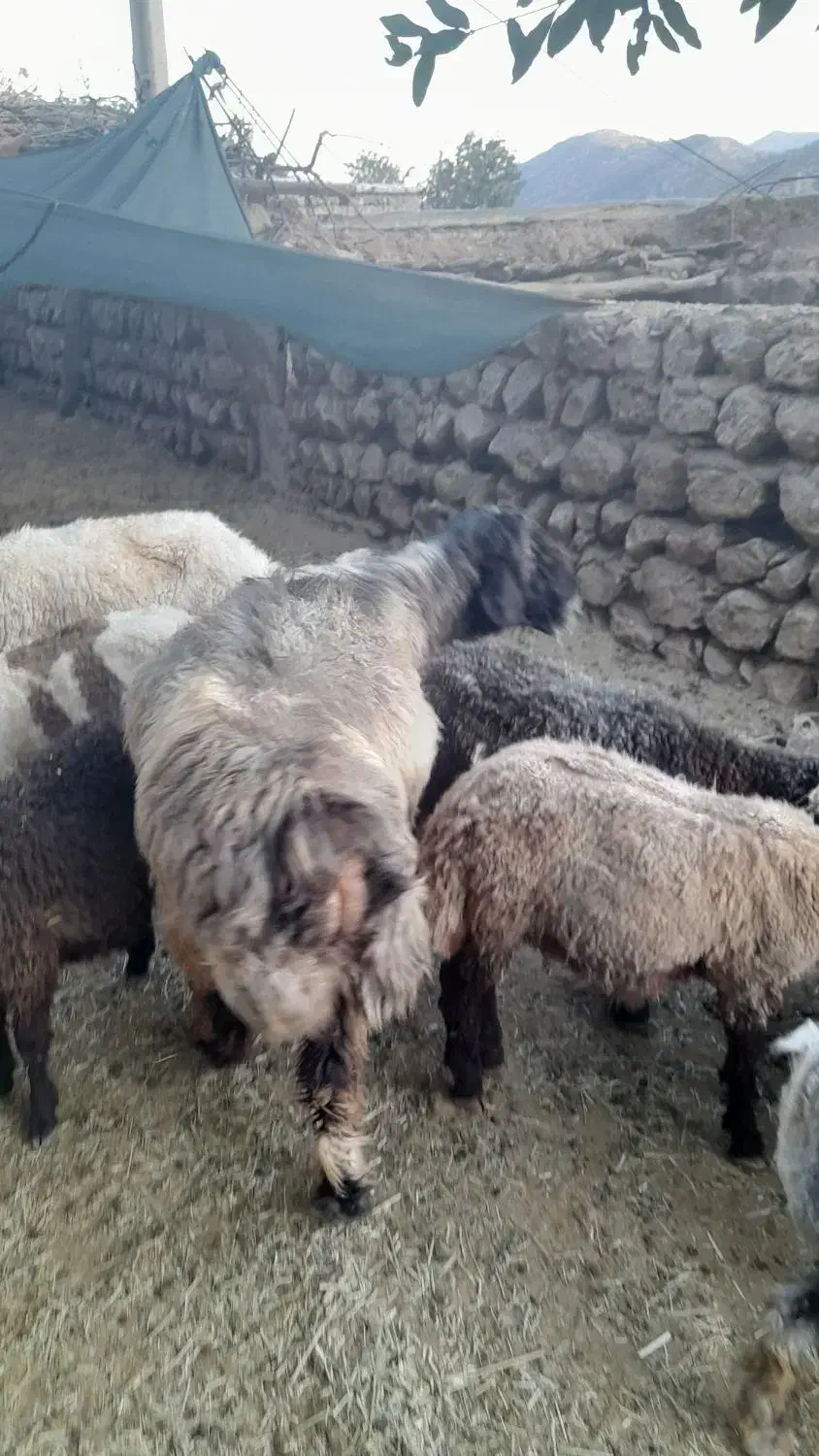 قوچ بختیاری|حیوانات مزرعه|رودشت (چهارمحال و بختیاری), |دیوار