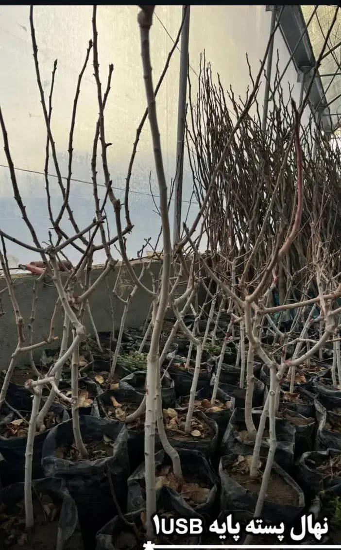 ارسال نهال از معتبرترین نهالستان کشور|خدمات باغبانی و درختکاری|شیرگاه, |دیوار