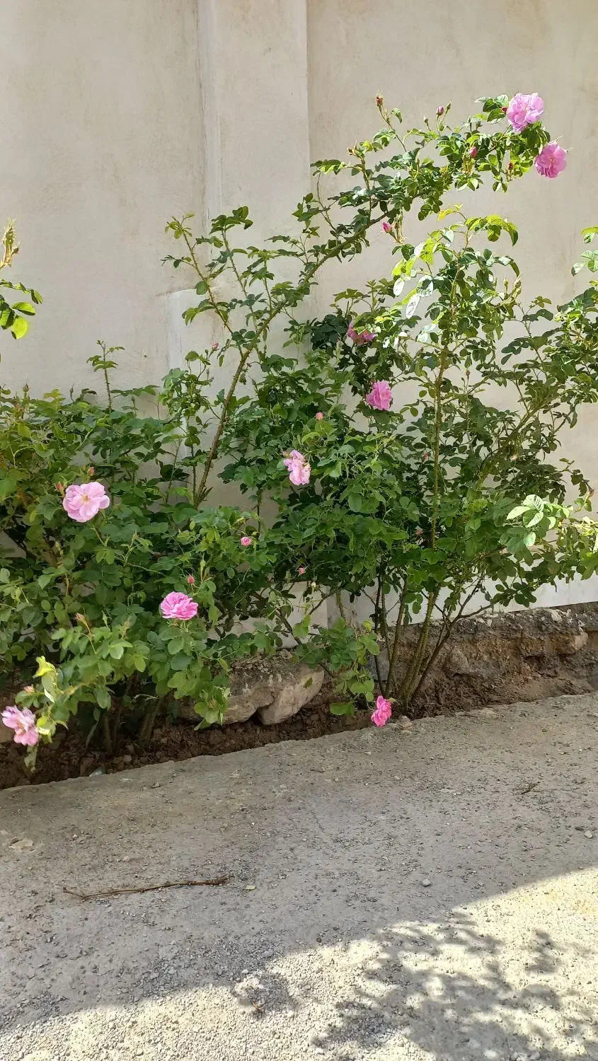 جذب نیرو|استخدام خدمات فروشگاه و رستوران|انگوران, |دیوار