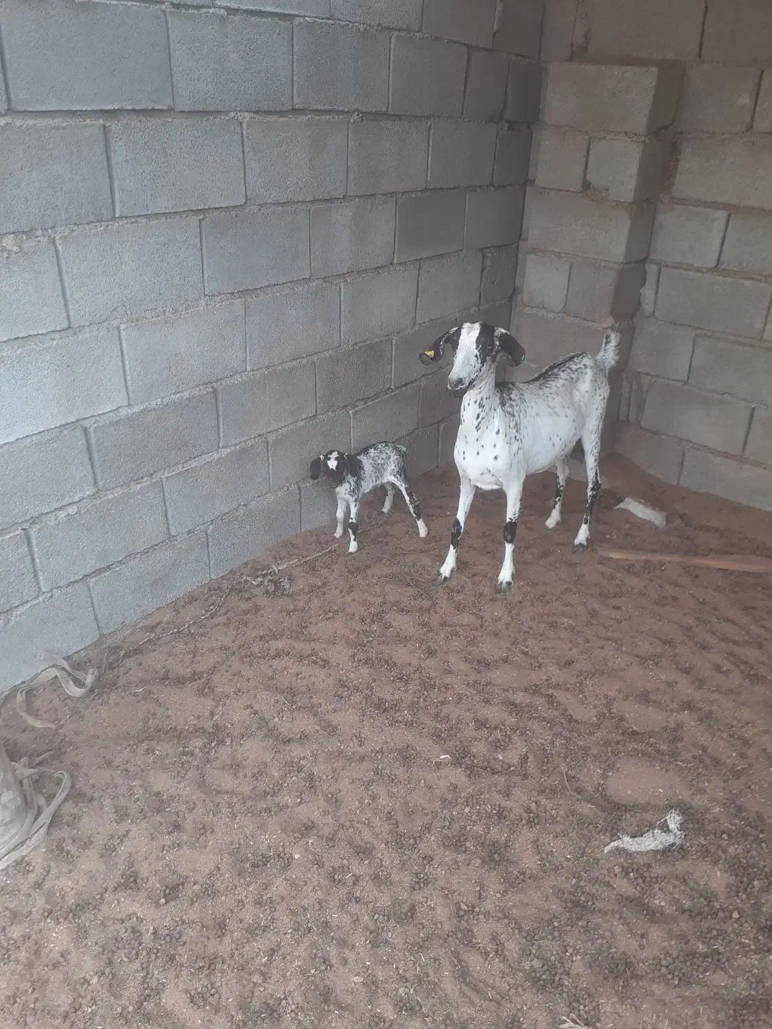 بزجوان|حیوانات مزرعه|قلعه قاضی, |دیوار