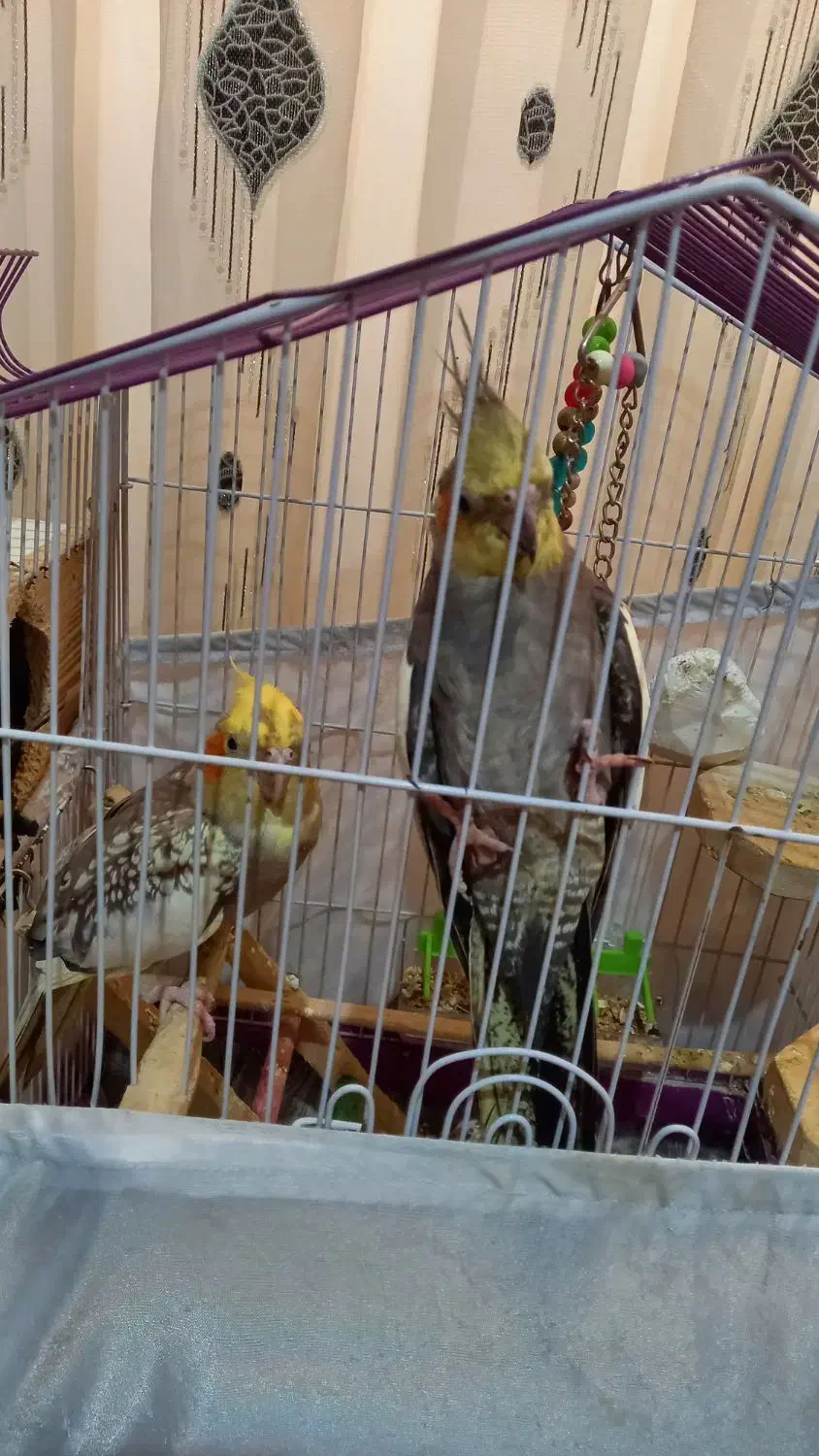 ۵ عدد عروس هلندی|پرنده|تنکابن, |دیوار