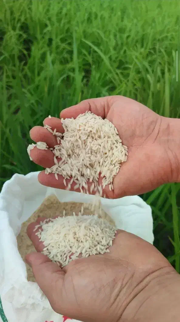 برنج|خوردنی و آشامیدنی|تهران, فلسطین (میدان انقلاب)|دیوار