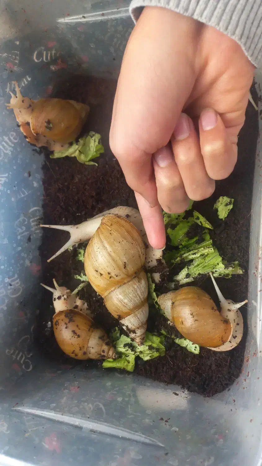 حلزون|خزنده|شیراز, پودنک|دیوار