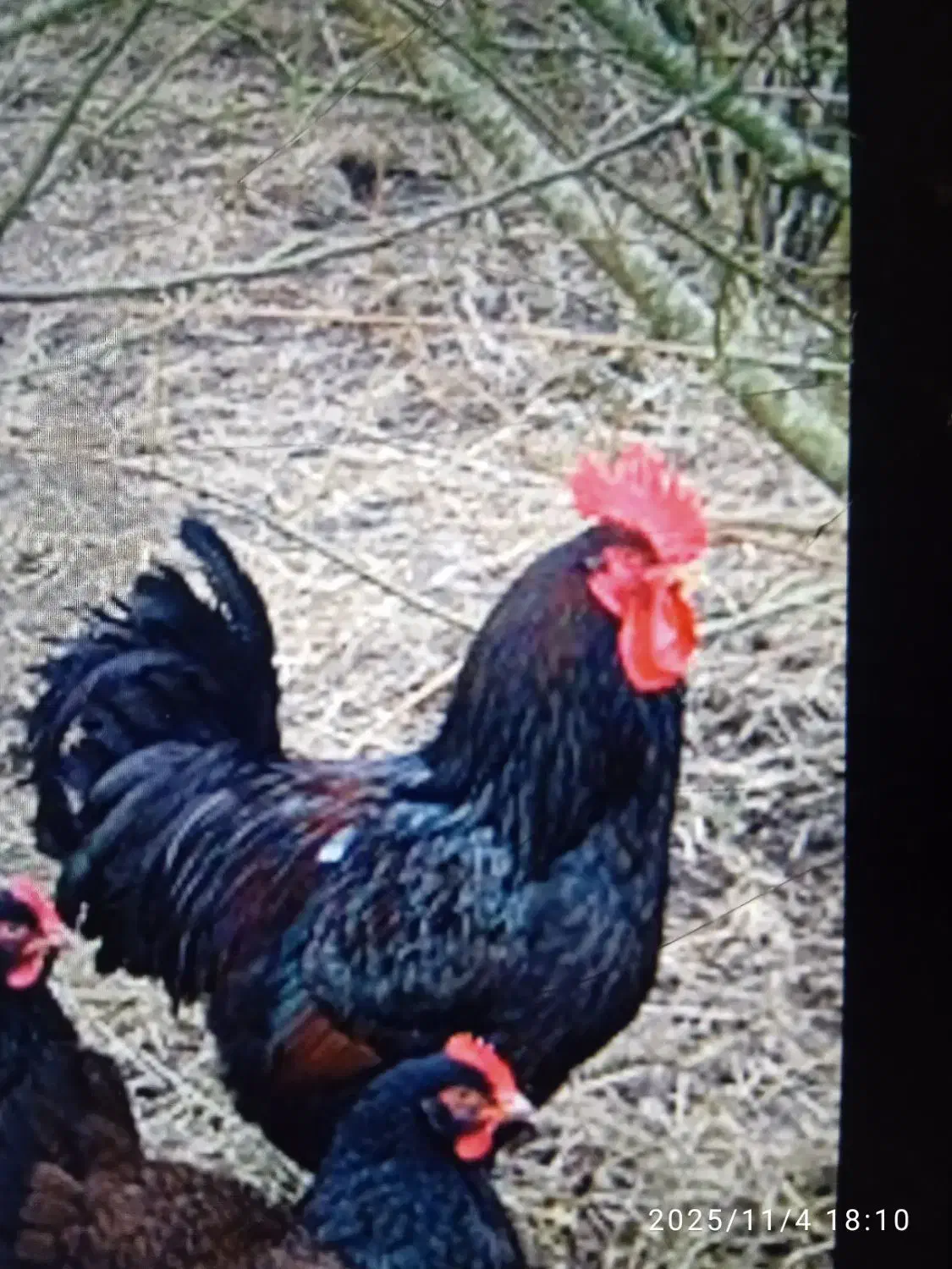 یک خروس گمشده|حیوانات|برازجان, |دیوار