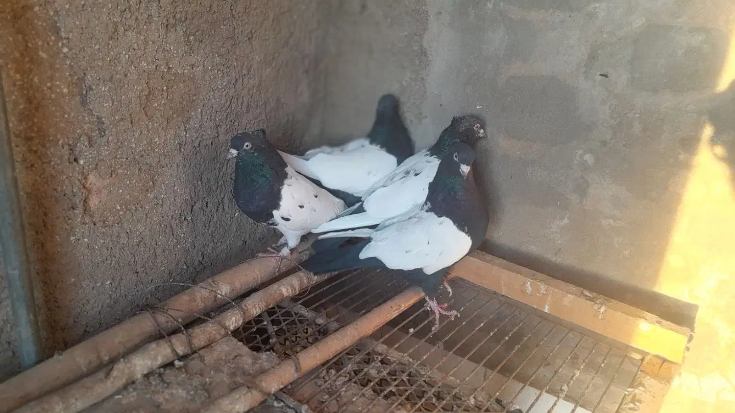 کبوتر سینه ای .کله ای.دم قهوه ای|پرنده|نهاوند, |دیوار