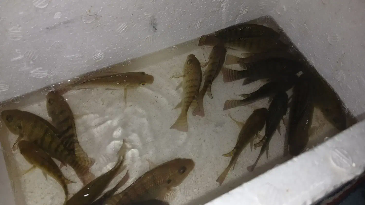 بچه ماهی تیلاپیا|ماهی|تهران, شهرک شریفی|دیوار