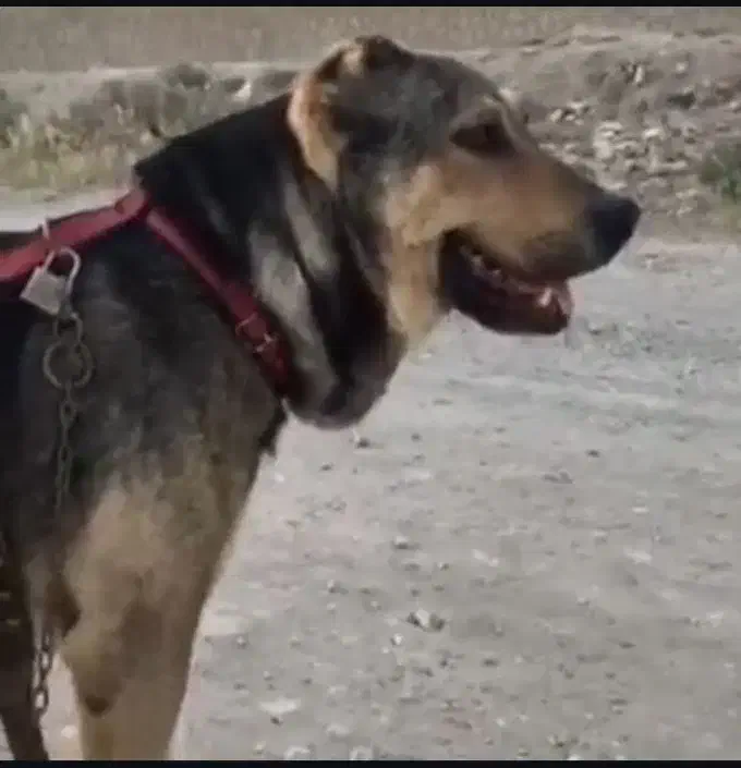 سگ نژاد دار|سگ|مشهد, طبرسی شمالی|دیوار