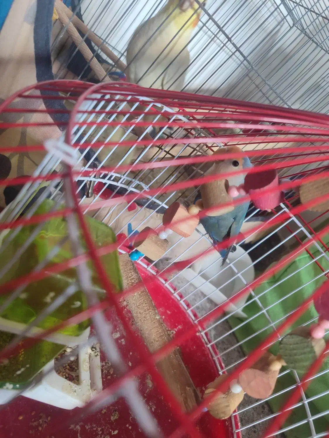 طوطی برزیلی|پرنده|رباط‌کریم, نصیرشهر|دیوار