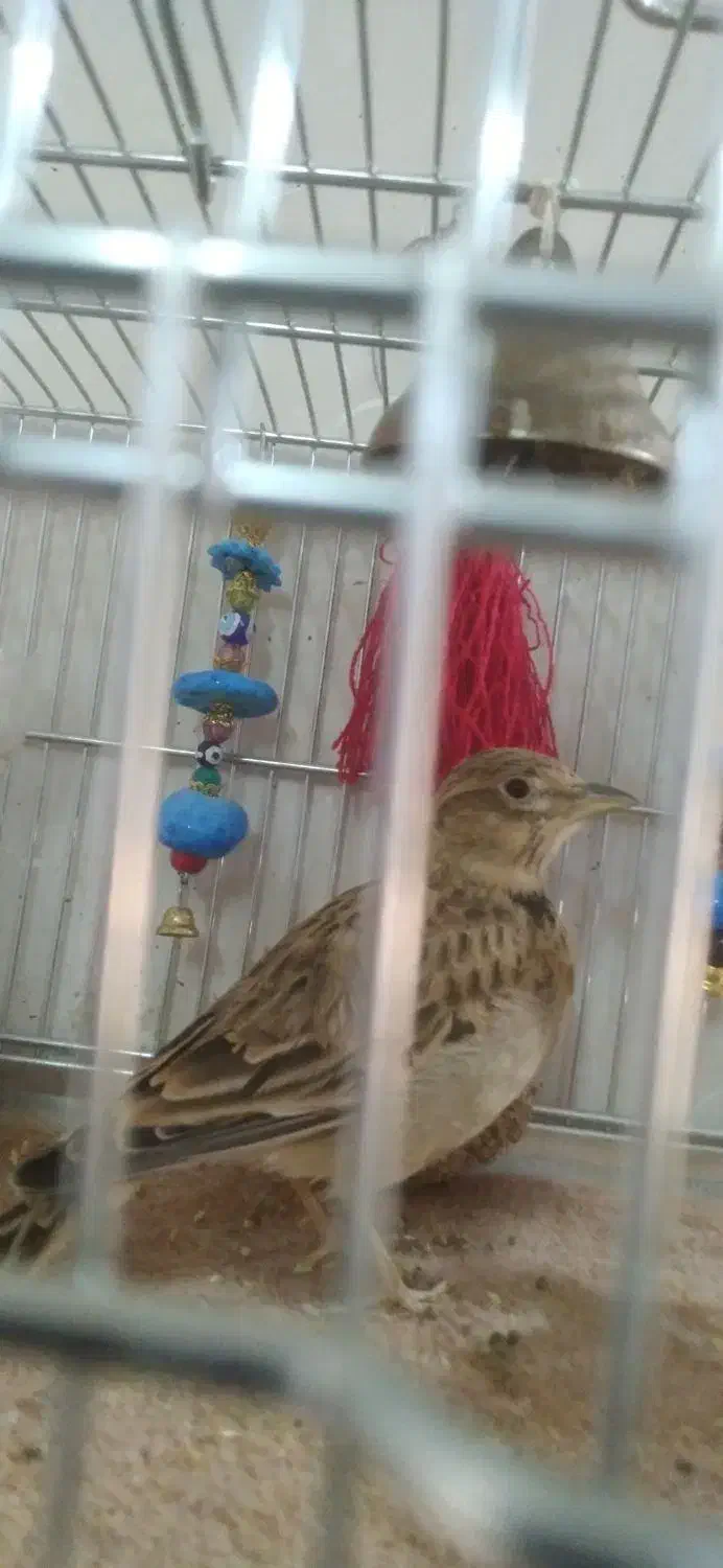 سهره خاکی نر|پرنده|قم, شهر قائم|دیوار