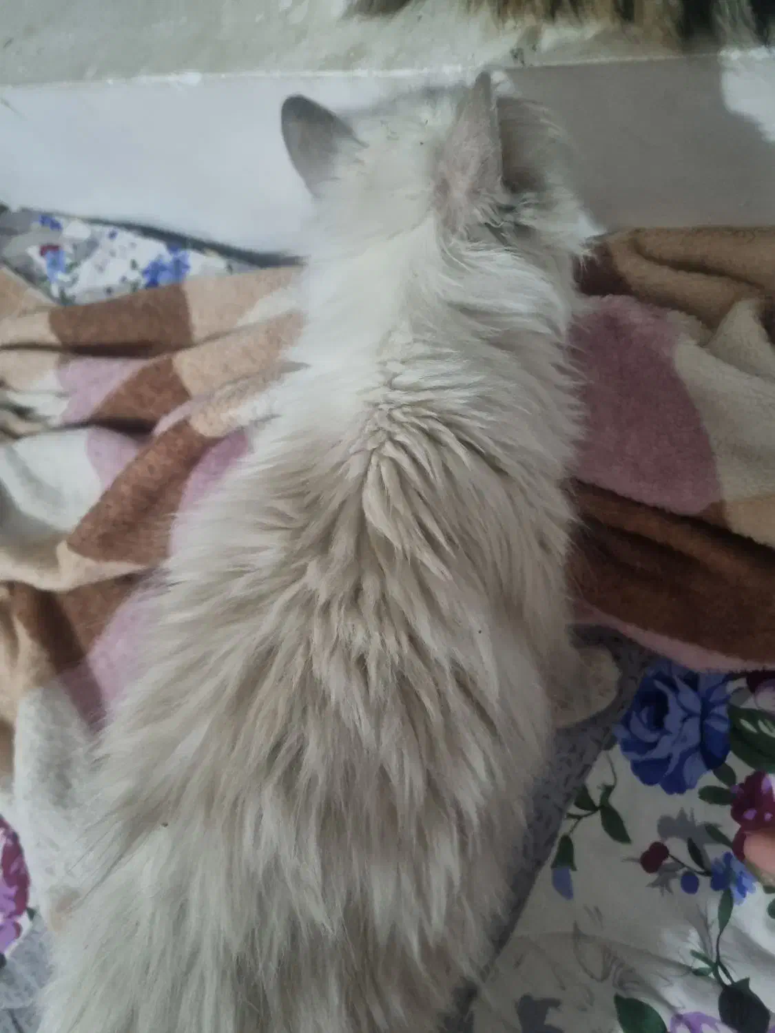 واگذاری رایگان گربه پرشین|گربه|درگز, |دیوار