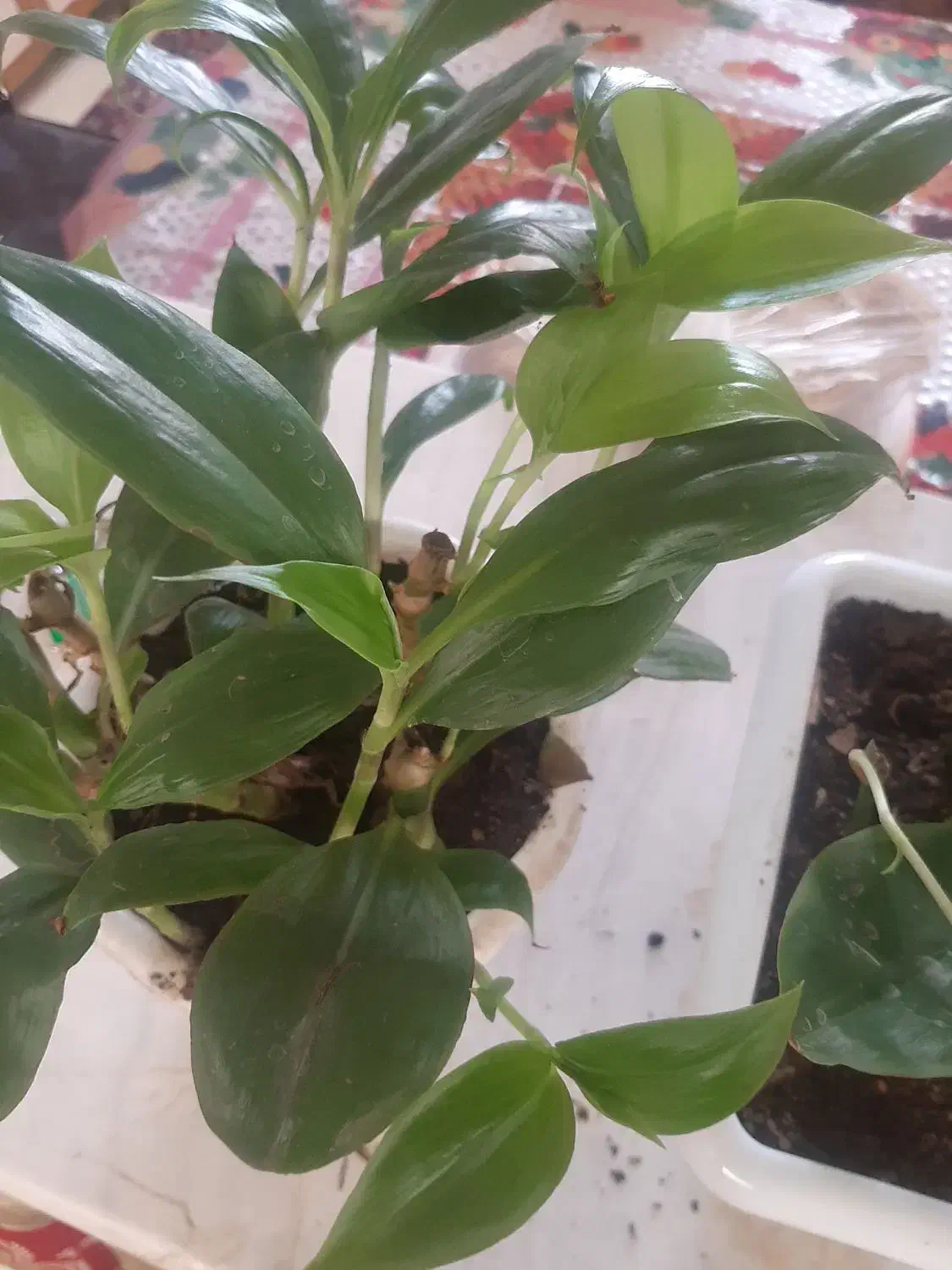 گل  طبیعی  خوش رنگ قیمت دانه ۲۰۰ هزار ت|گل و گیاه طبیعی|اسلام‌‌آباد غرب, |دیوار