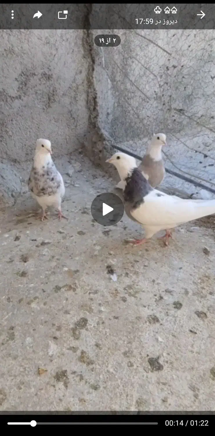 طوقی نرو ماده|پرنده|سنندج, |دیوار