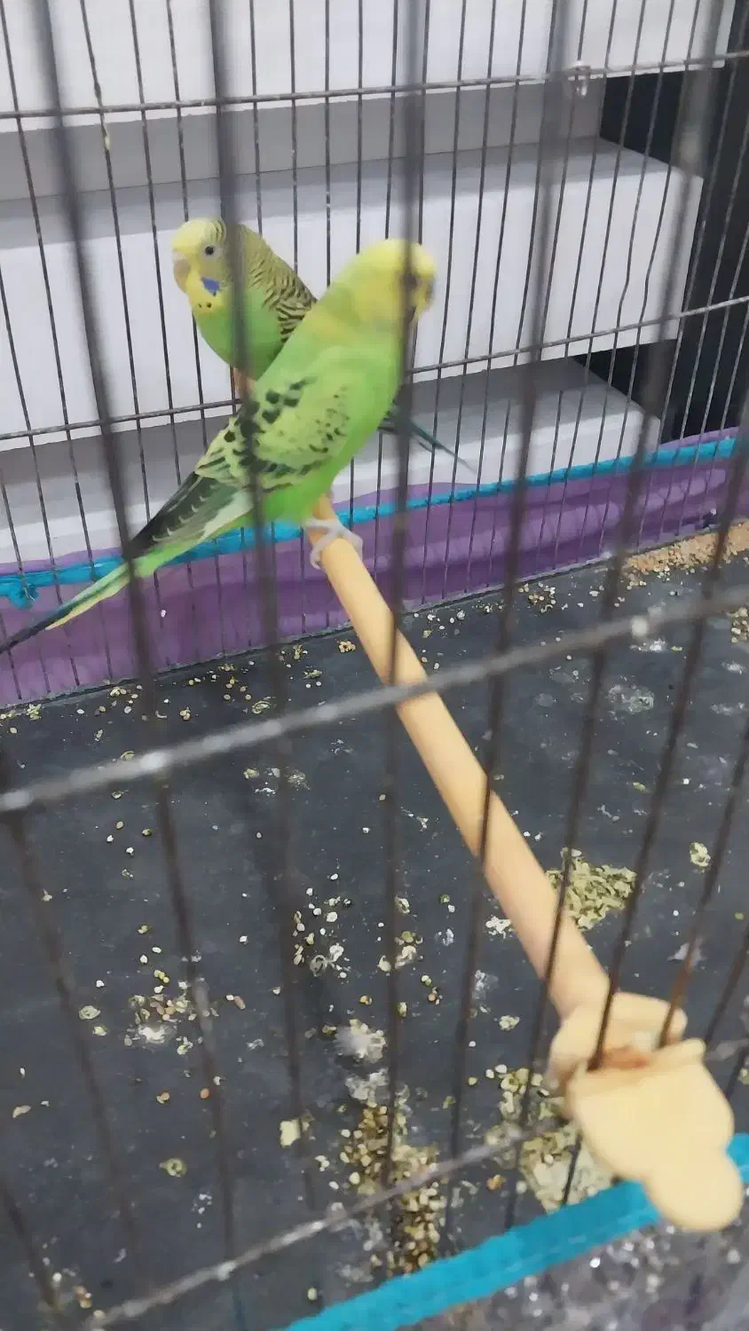 مرغ عشق نر نیم انگلیسی ماده نیم هلندی|پرنده|نقده, |دیوار