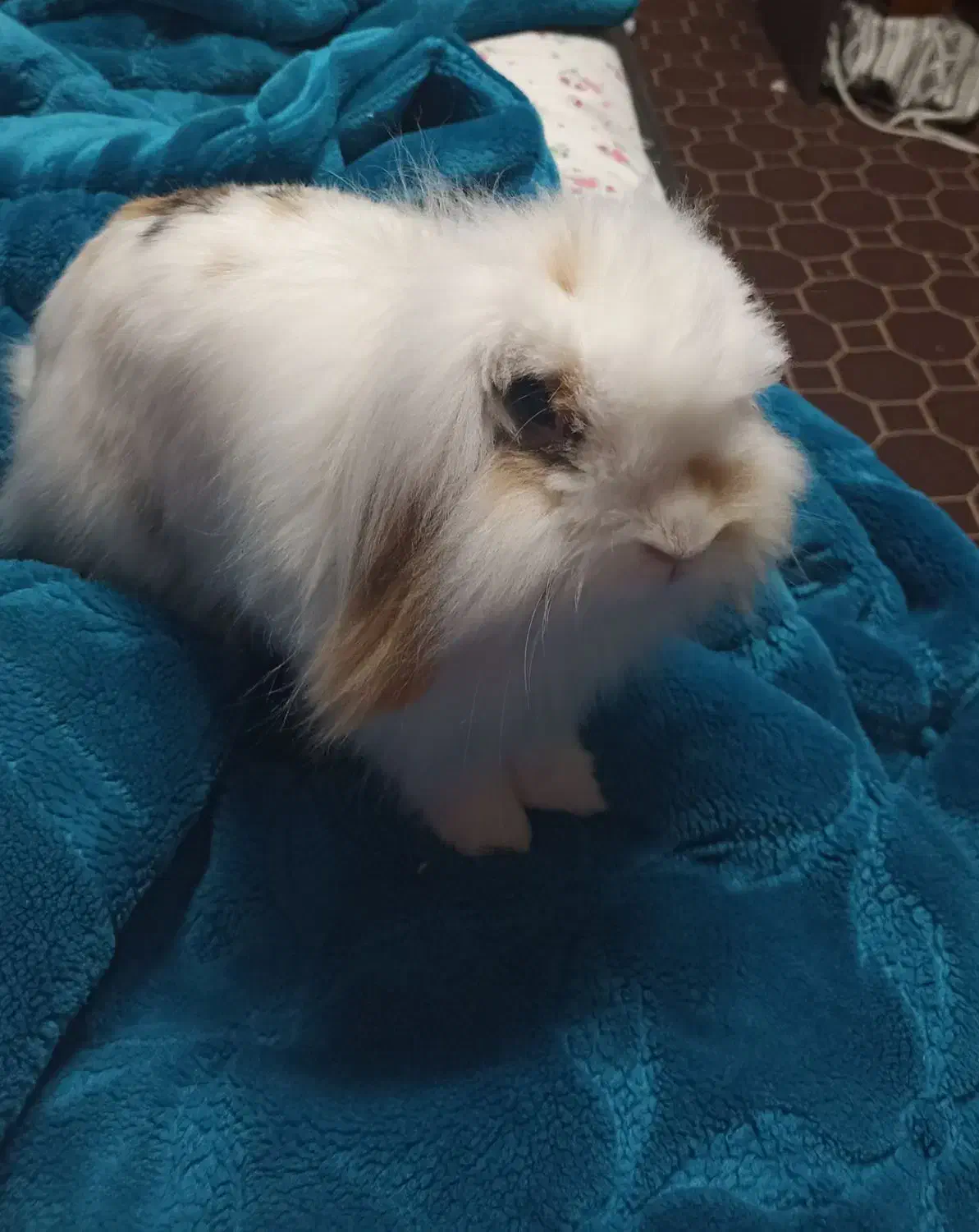 واگذاری خرگوش|موش و خرگوش|شیراز, باغ تخت|دیوار