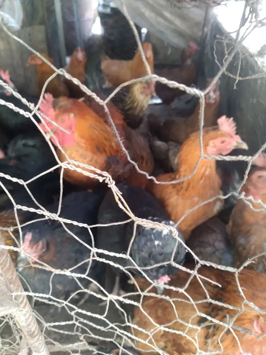 ۱۵ عدد مرغ|حیوانات مزرعه|بافت, |دیوار