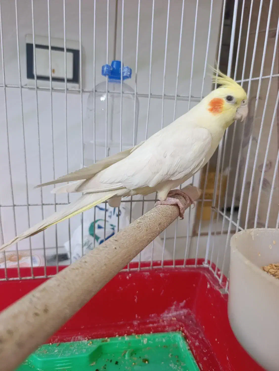 عروس هلندی نر دستی|پرنده|مرودشت, ثبت احوال|دیوار