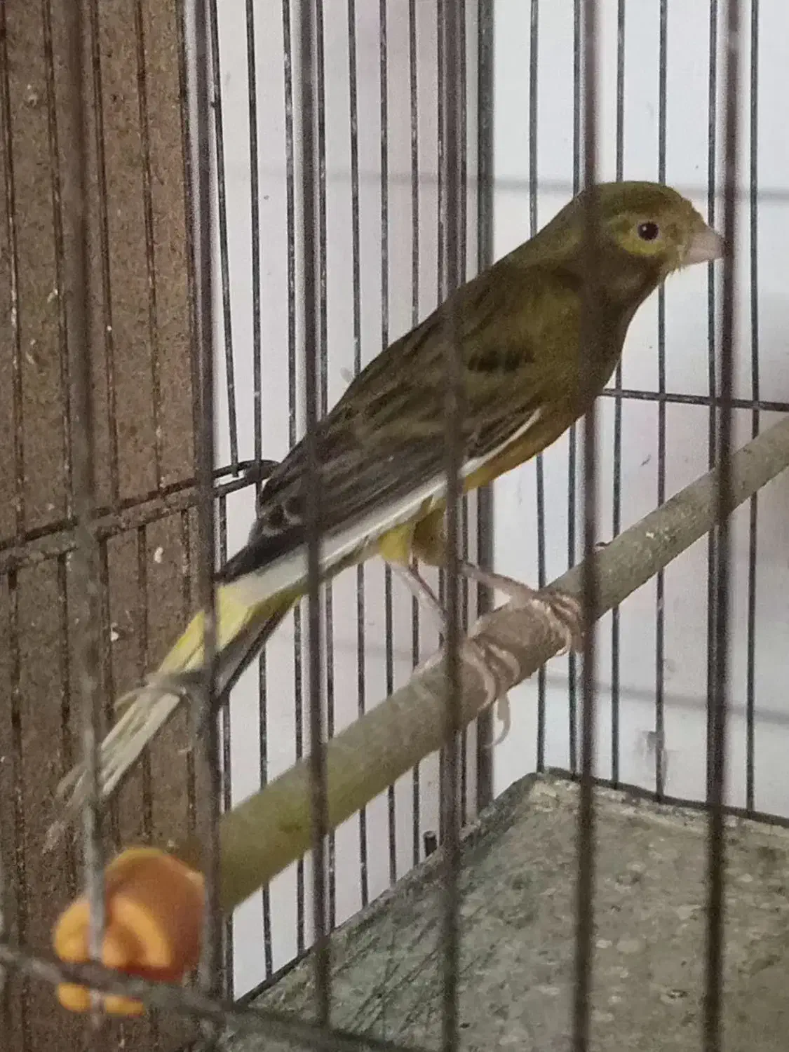 قناری نر و ماده مست اماده جفت|پرنده|رشت, منظریه|دیوار