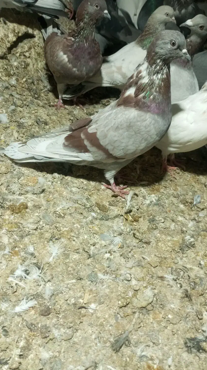 دوتا لایه دم سفید نر|پرنده|نرماشیر, |دیوار