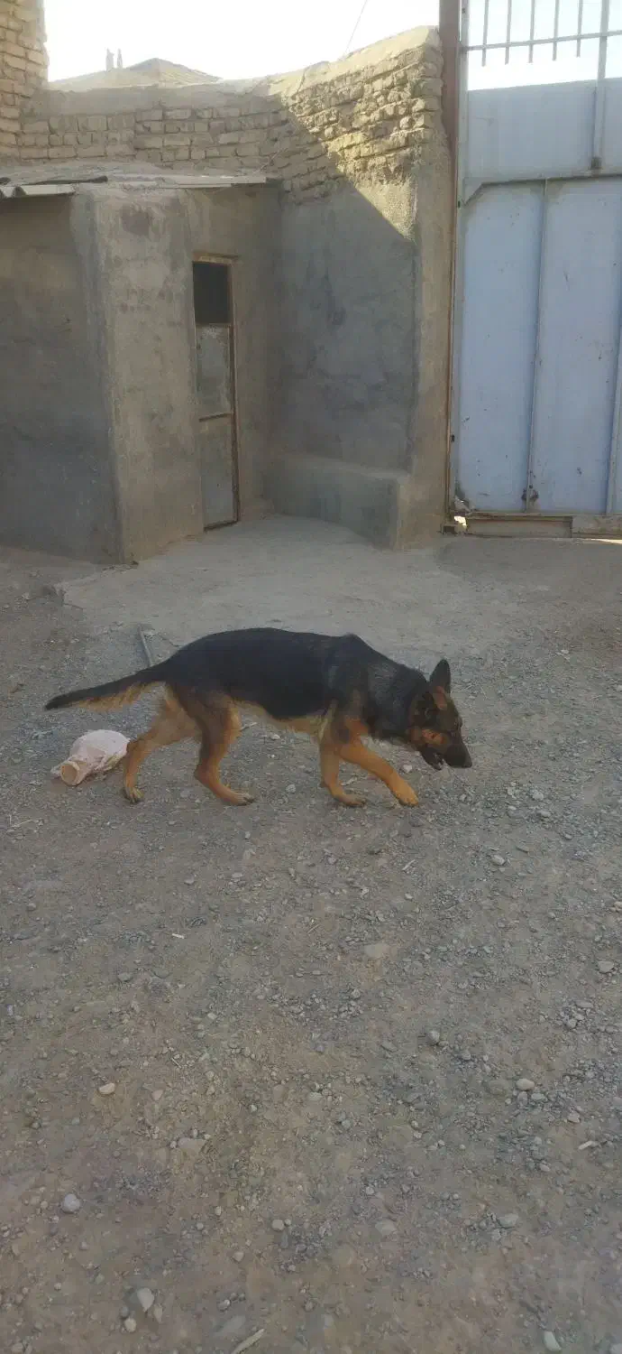 سگ ژرمن ماده|سگ|مشهد, همت آباد|دیوار