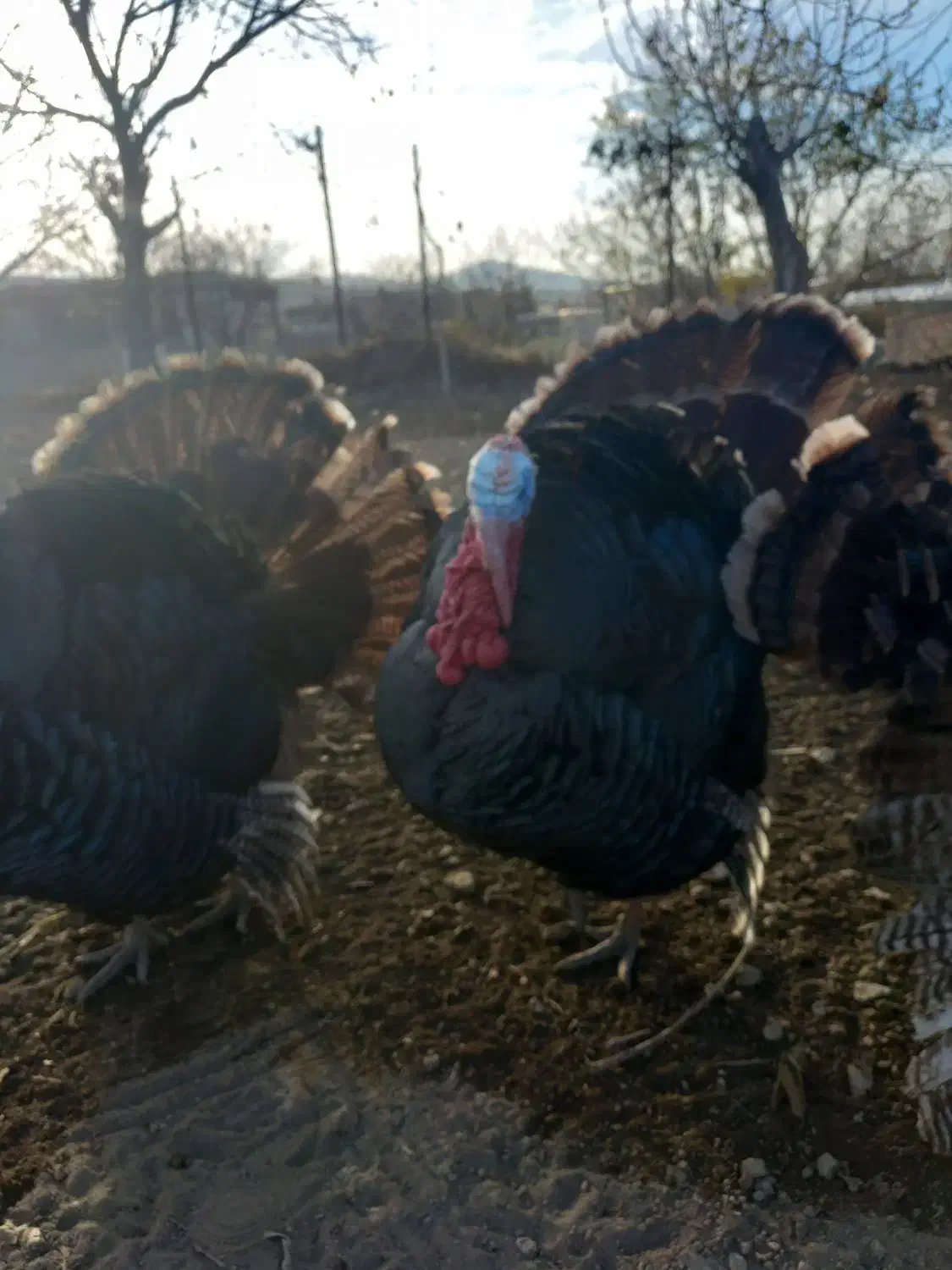 بوقلمون|حیوانات مزرعه|تویسرکان, |دیوار