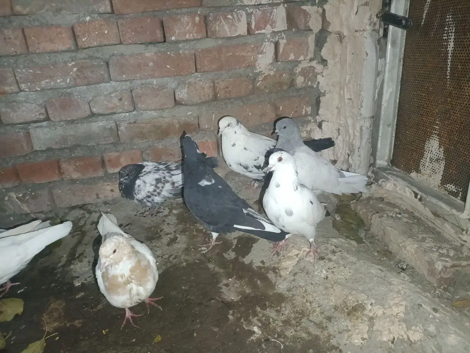 باشلی|پرنده|آذرشهر, |دیوار