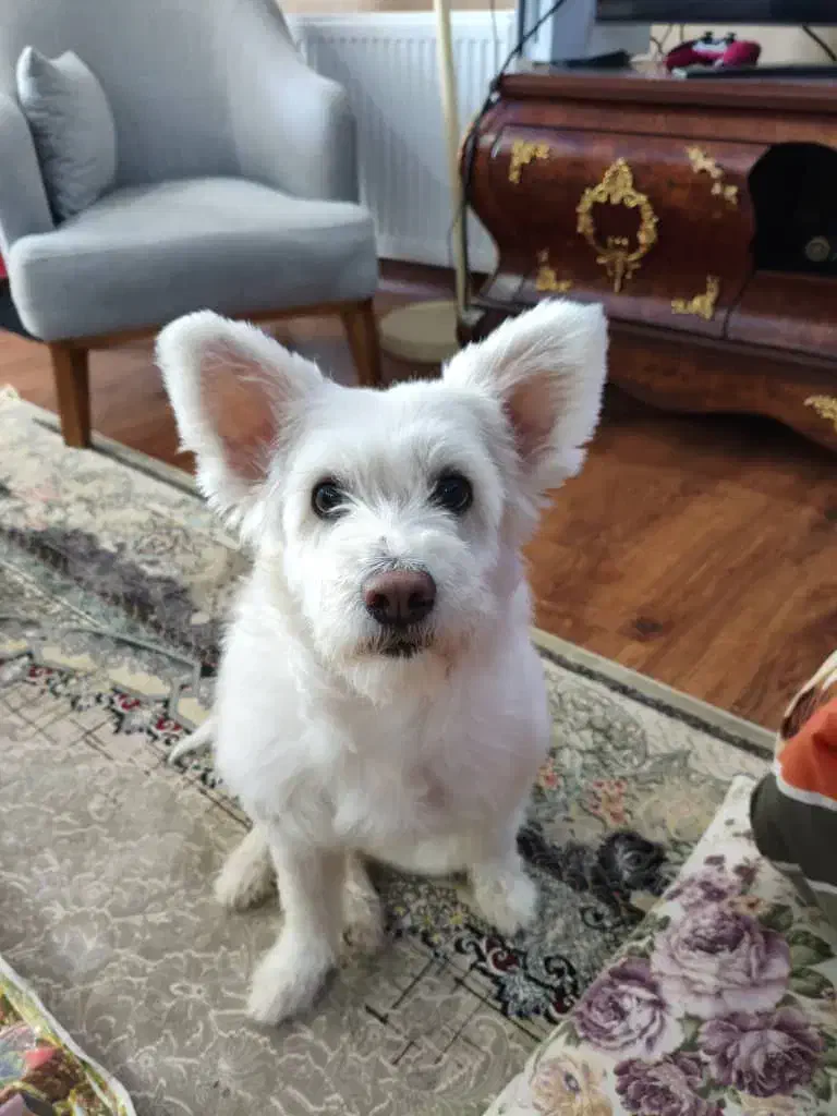 واگذاری سگ تریر|سگ|کرمان, |دیوار