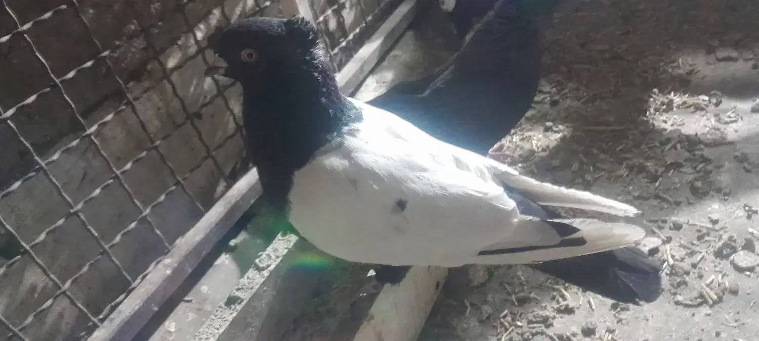 کبوتر سینه ای|پرنده|اصفهان, دانشگاه افسری امیرالمومنین|دیوار