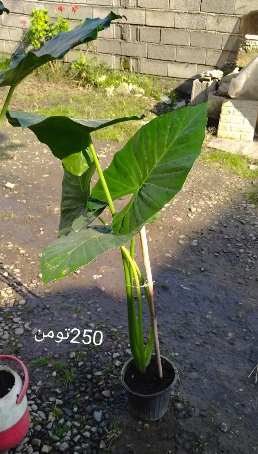 گل فروشی|گل و گیاه طبیعی|لاهیجان, آهندان|دیوار