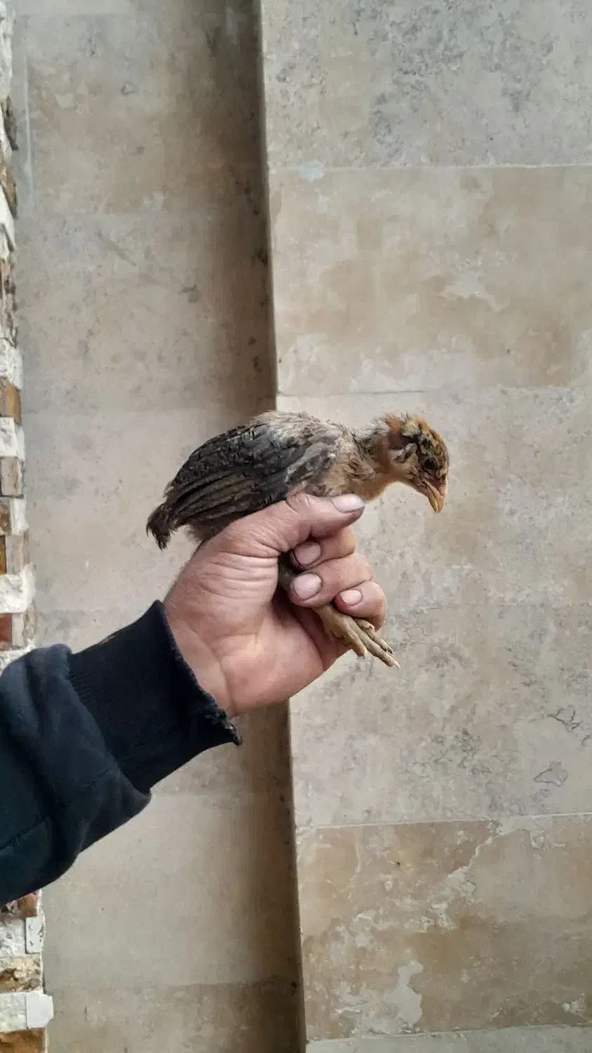 جوجه لاری اصیل|حیوانات مزرعه|صومعهسرا, |دیوار