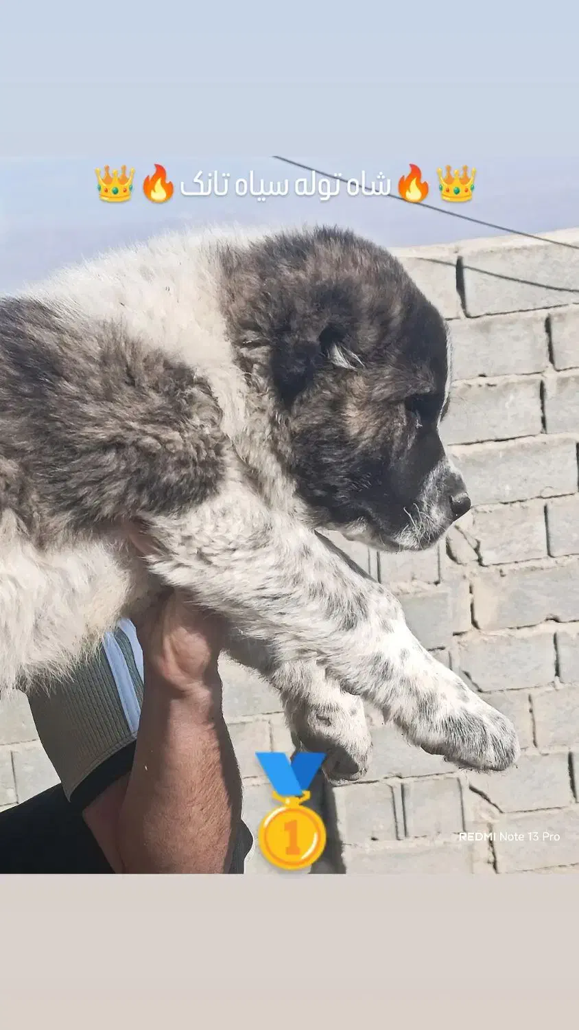 سگ اصیل|سگ|مشهد, الهیه|دیوار