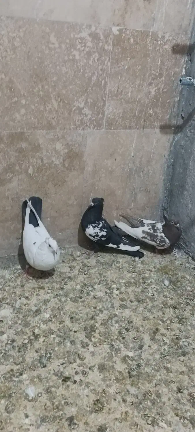 کبوتر بهبهانی|پرنده|صدرا-فارس, فاز ۱|دیوار