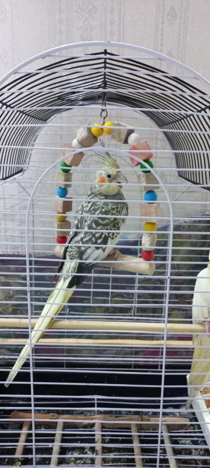 عروس|پرنده|رباط‌کریم, رباط‌کریم|دیوار