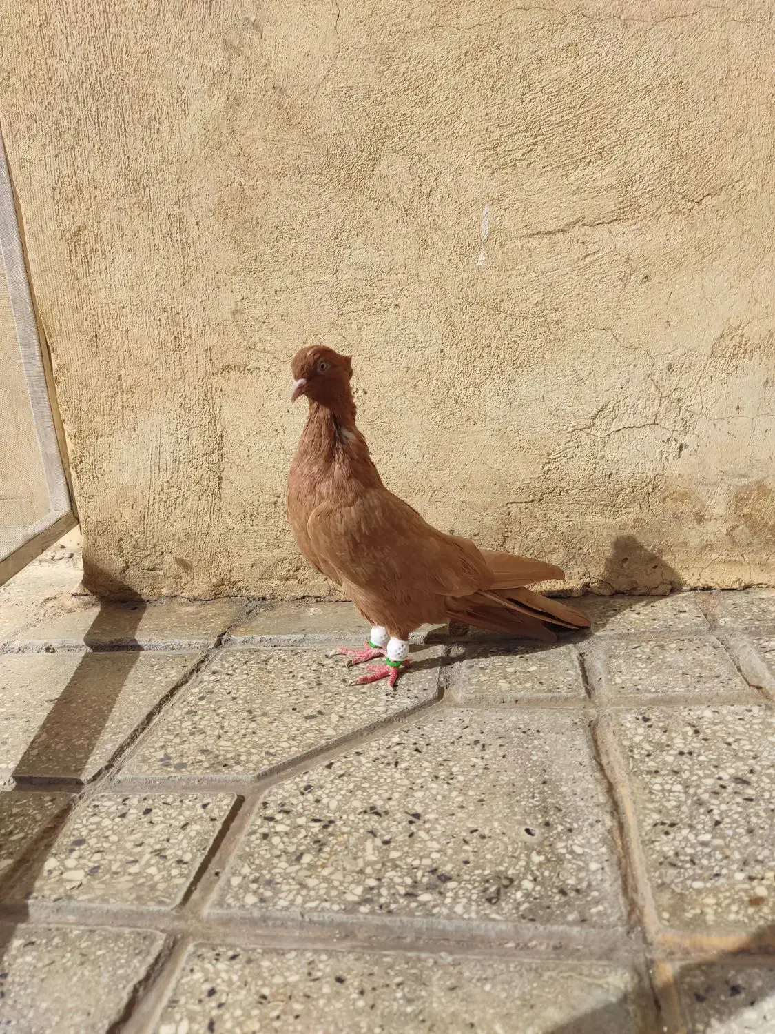 ماده زرد آنتیک|پرنده|بروجرد, |دیوار