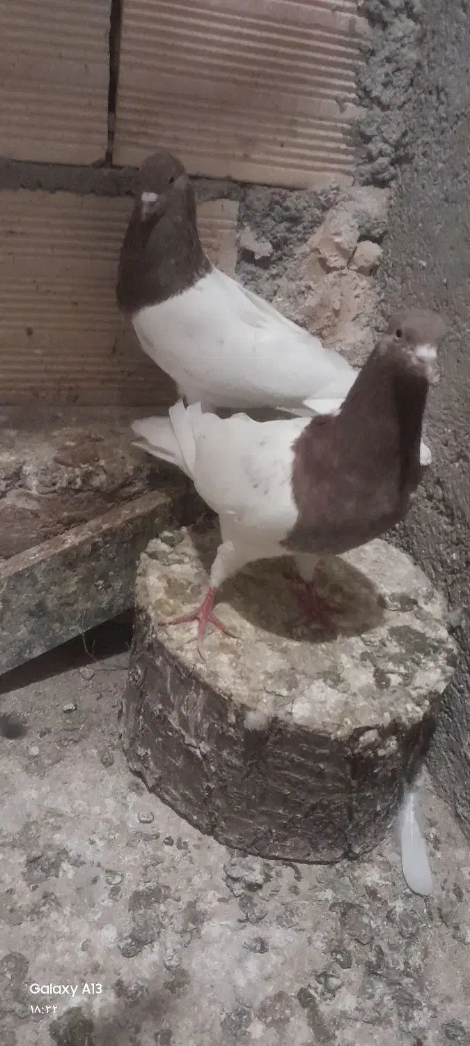 کبوتر قرمزی باش|پرنده|اهر, |دیوار