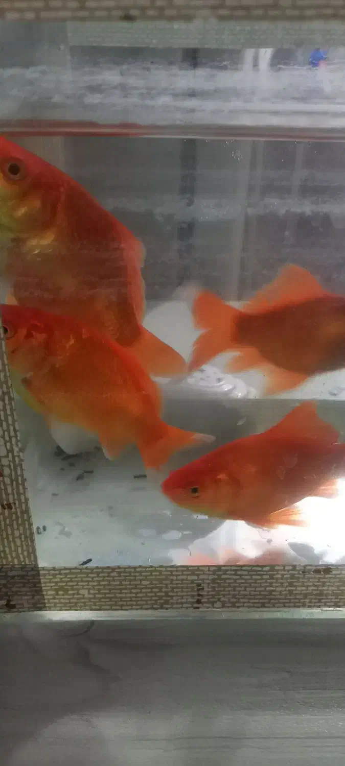 ماهی قرمز|ماهی|خان ببین, |دیوار