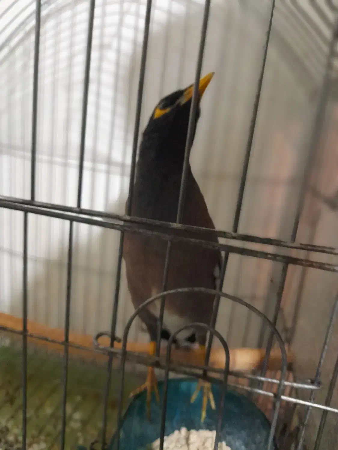 مرغ مینا|پرنده|زنجان, |دیوار