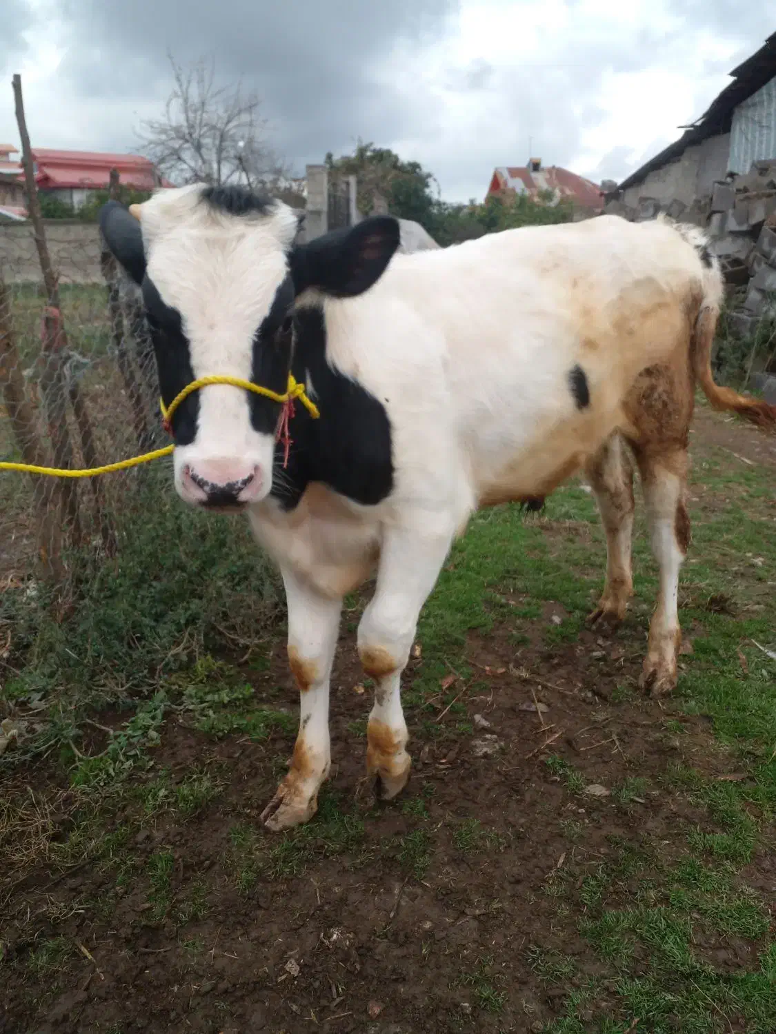 ۲عدد کل نر دورگ اصیل|حیوانات مزرعه|سنگر, |دیوار