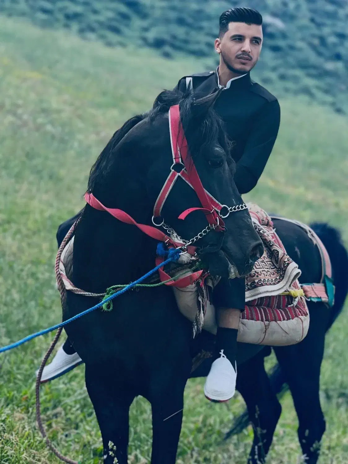 اسب 6 ساله|اسب و تجهیزات اسب‌سواری|سیلوانه, |دیوار