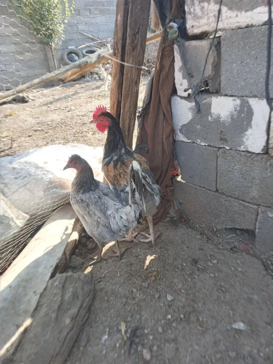 خروس جوان محلی|حیوانات مزرعه|فاضل آباد, |دیوار