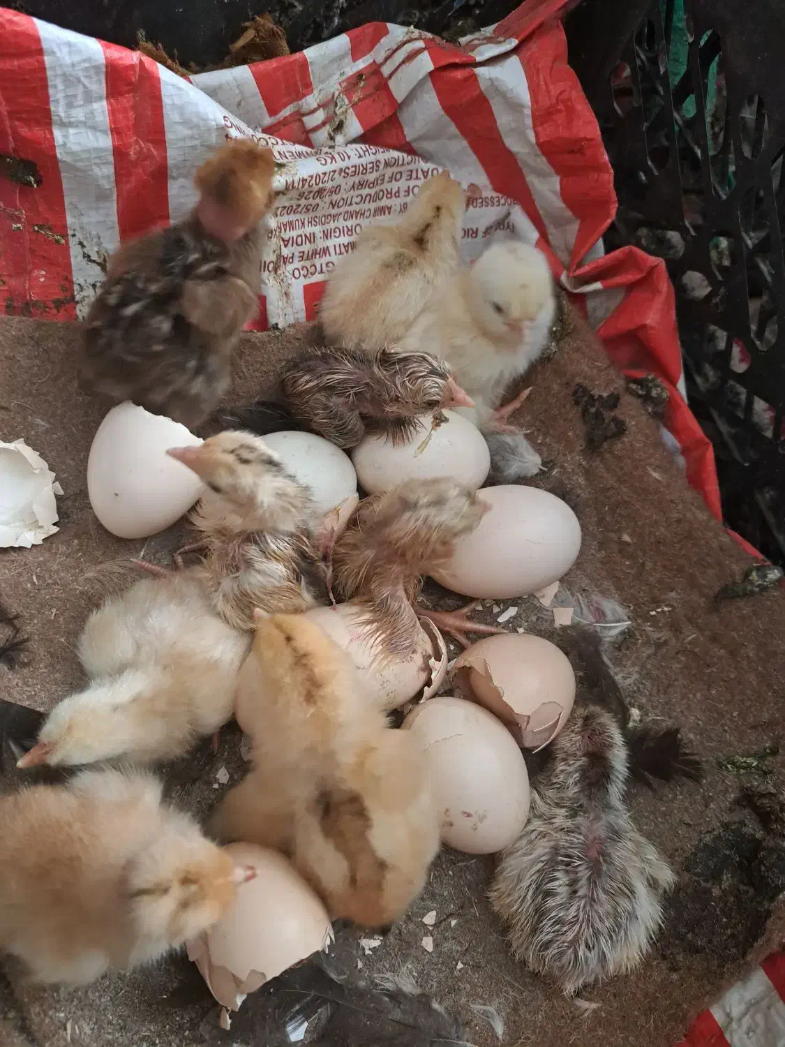 جوجه محلی|حیوانات مزرعه|بهبهان, |دیوار