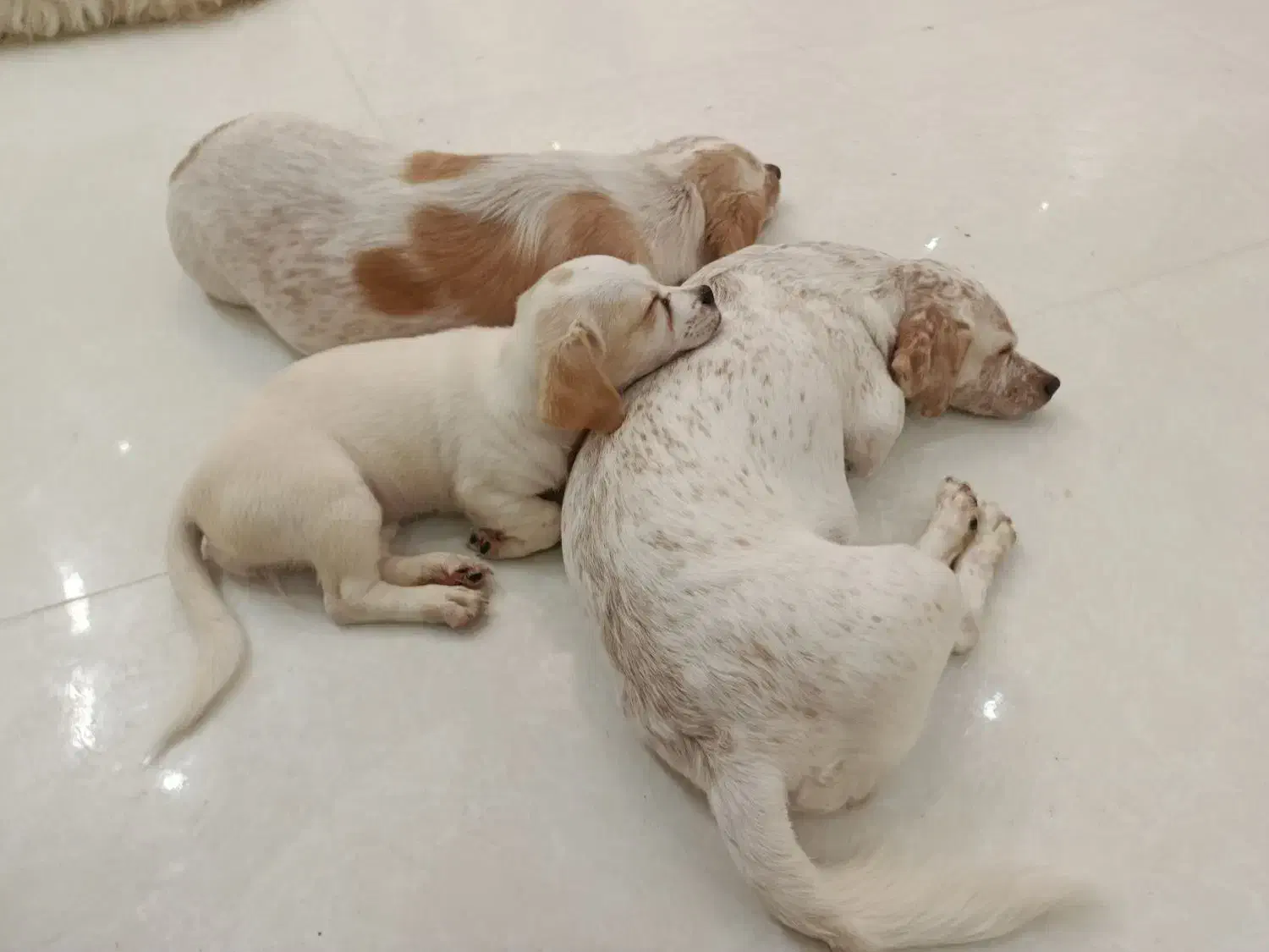 سگ خانگی|سگ|اردکان, |دیوار