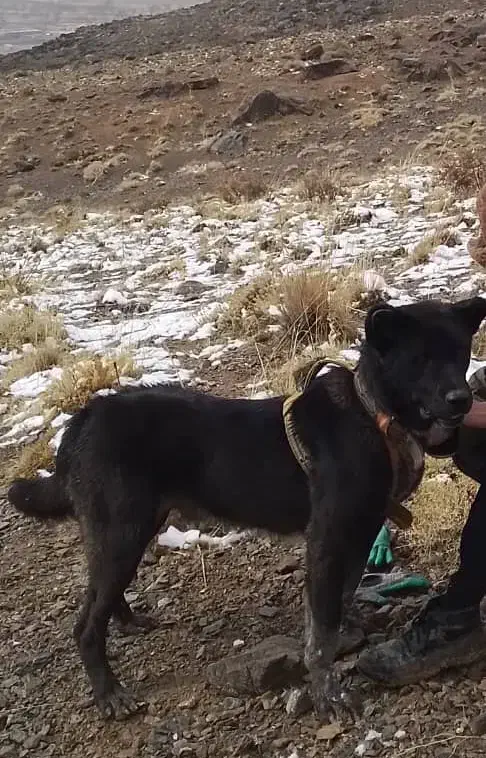 سگ گمشده|سگ|اراک, |دیوار