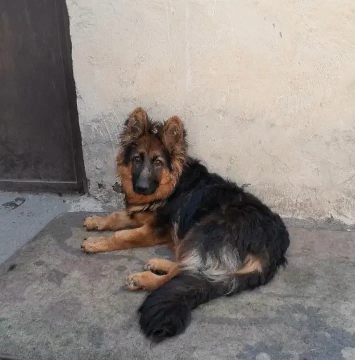 سگ گمشده ژرمن شپهرد کوتاه قد|سگ|محمدشهر, محمدشهر|دیوار