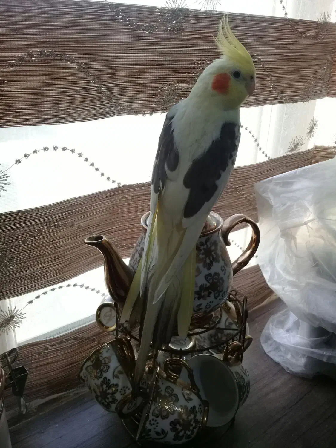 قابل توجه زیبا پسندان دو نر بسیار زیبا|پرنده|تهران, منیریه|دیوار