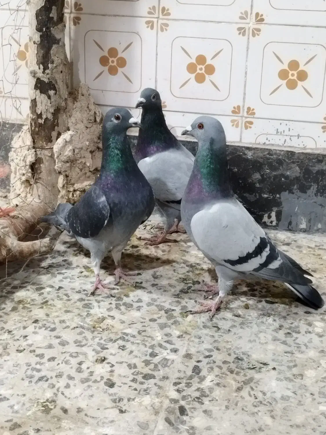 کفتر پلاکی کاشانی تهرانی|پرنده|خمینیشهر, |دیوار